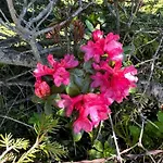 Appartamento Fewo-gschnitz 42 Gschnitz